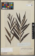 Foto von Salix purpurea L. x Salix viminalis L.